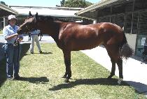 �ι��̶� (DUBAI ROCK) ����