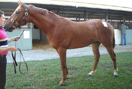 ���ũ�ν� ����