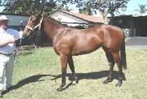 ���������̵� (MAJOR LADY) ����