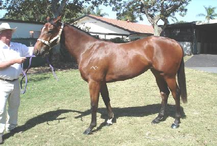 ���������̵� ����