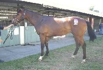 �Ž����� (PARK��S PRO) ����