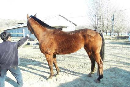 ��ī ����