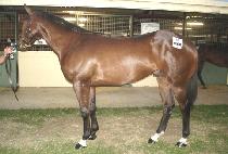 ĸƾ����� (CAPTAIN HERO) ����