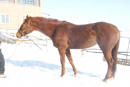 ���ķ��̵� ����