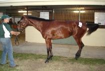 �ް����ǵ� (MEGASPEED) ����