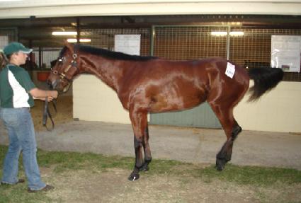 �ް����ǵ� ����