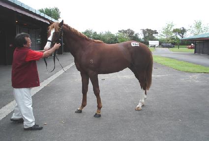 �½±��� ����