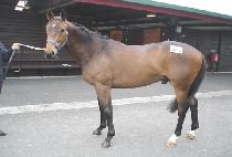 ������ (NEW BIRD) ����