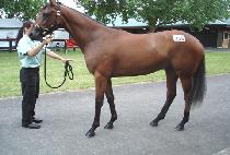 ������ŷ (SUN VIKING) ����