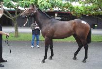 �̽��ϴ��� (EASTERN DANCER) ����