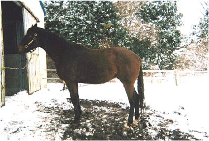 ���̰����� ����