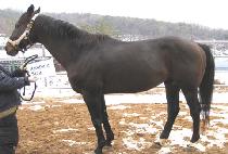 RUNNING STAG picture