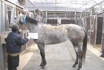 �����ƽ����� (MARIAS LOCKET) ����