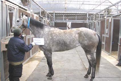 �����ƽ����� ����