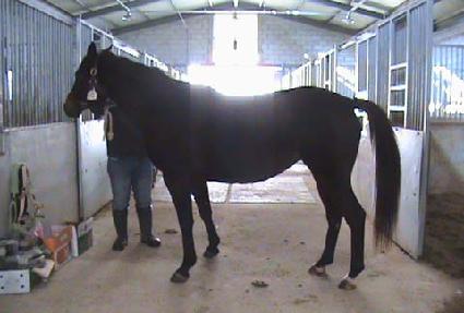 ������Ʈ���̾� ����