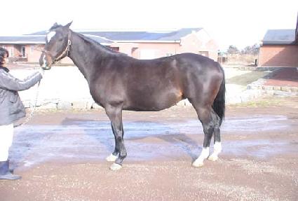 ���ڰ�ġ ����