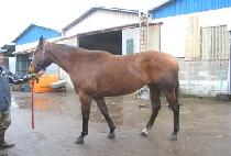 ���ٳ� (DEVANA) ����