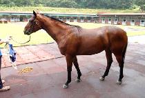 �Ǿ������ (FEAR BUSTER) ����