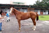 ����Ű (BONSKI) ����