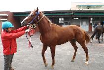 ��¦���� (KKAMJJAGYEONCHUL) ����