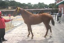 ���� (SEN WANG) ����