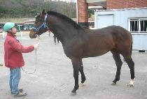 Ȧ������ (HOLY MOELY) ����