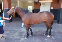 ���彺ŵ (RED SKIFF) ����