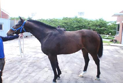 ���׿�Ʋ ����