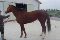 PRETE INGRAN picture