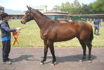 ������ʵ� (OPERA FIELD) ����