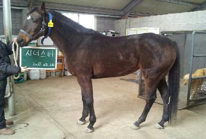 �ô���Ÿ ����