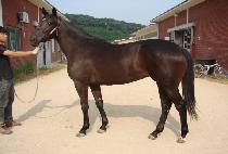 �������� (MYEONGMUN MYEONGGA) ����