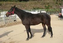 ����Ư�� (NAMDOTEUKGEUP) ����