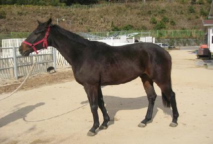 ����Ư�� ����