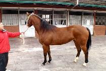 ȯ��ٶ� (HWANHUI BARAM) ����