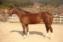 ���������Ʈ (MODERN SPRINT) ����