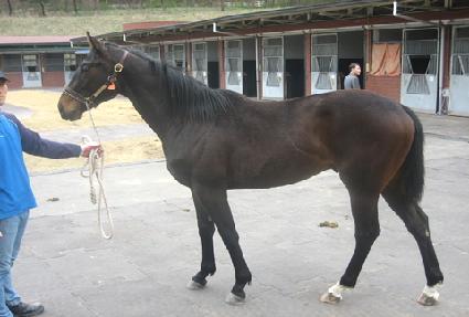 ������Ĺ ����