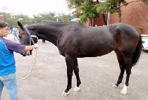 �Ѿ�� (HANEOLLANG) ����