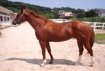 ��������� (CHANCE AGAIN) ����