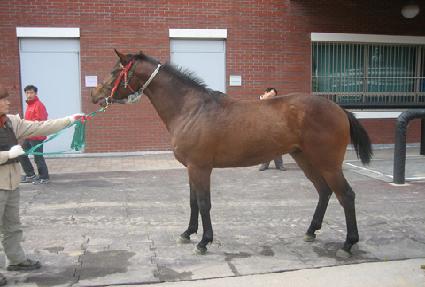 �����轺 ����