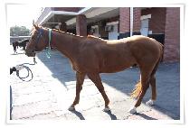 �ε彺�� (ROADSTER) ����