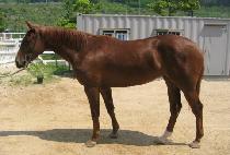 �ҿ�ұ� (BURYOBULGUL) ����