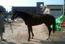 ���� (GINGER) ����