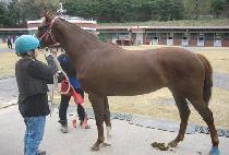 ��������� (DABLE PRADA) ����