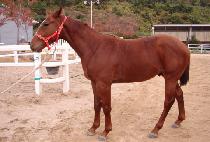 �ö���ŷ (FLY KING) ����