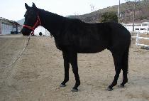 ����Ʈ���� (WEST WIND) ����