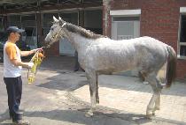 �ȶ�� (PALADIN) ����