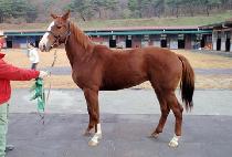 ����÷��� (GOLDEN PLOIT) ����