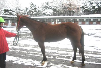 �����屺 ����