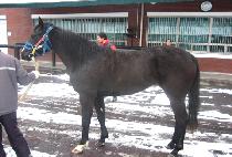 ������̽� (HUIMANG CHOICE) ����